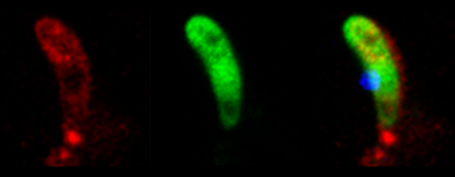 New approach in the battle against malaria